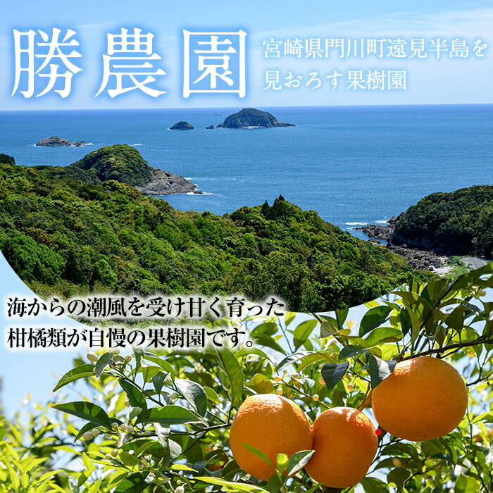 【ふるさと納税】日向夏(約3kg)柑橘 果物 数量限定 期間限定 国産 フルーツ 遠見半島 宮崎県 門川町【AE-13】【勝農園】