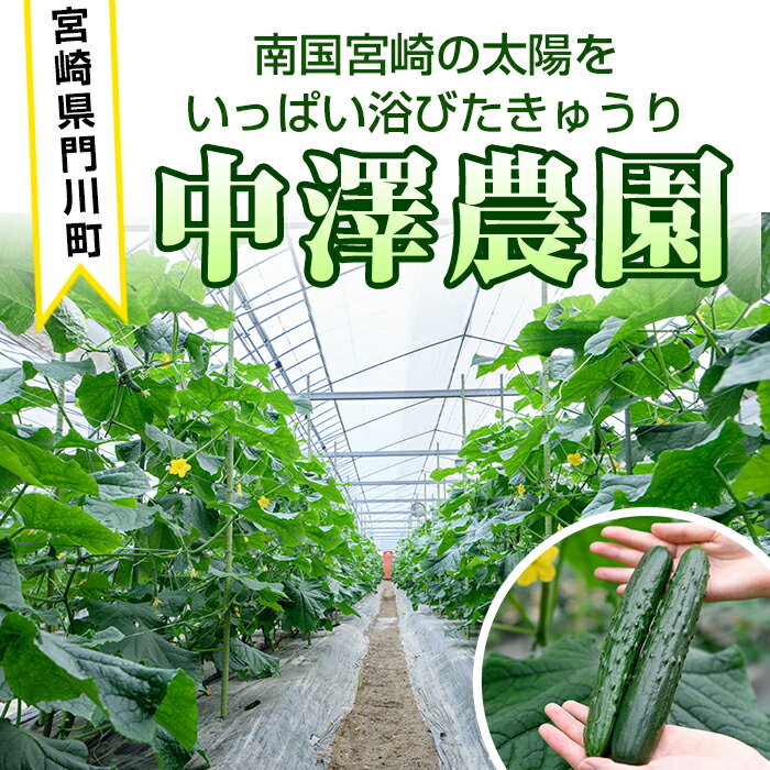 【ふるさと納税】＜内容量が選べる！＞宮崎県産きゅうり(2.5kg/5kg)野菜 やさい 旬 新鮮 サラダ キュウリ 胡瓜 冷蔵 宮崎県産【NS-1・NS-1】【中澤農園】