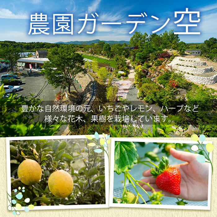 【ふるさと納税】＼テレビで紹介されました！／＜先行予約受付中！2026年12月上旬以降順次発送予定＞凍眠君使用！農園ガーデン空産冷凍いちご(計1.8kg・600g×3P) 国産 鹿児島県産 イチゴ 苺 恋みのり 紅ほっぺ かおり野 フルーツ 果物 おやつ【農園ガーデン空】akn026-04 f462063-akune-10000656 鹿児島県阿久根市 サンプル画像2