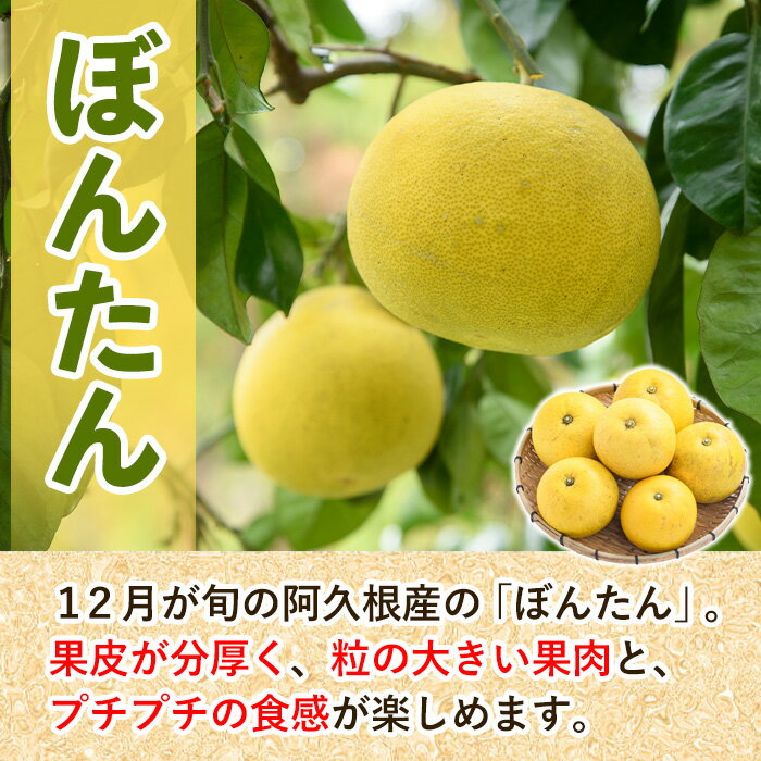 【ふるさと納税】＜先行予約受付中！2024年12月以降順次発送予定＞訳あり！数量限定！阿久根産ぼんたん(計8kg・6〜7玉）国産 ボンタン 柑橘 果物【あくね旬の店いきいき館】a-12-212 3