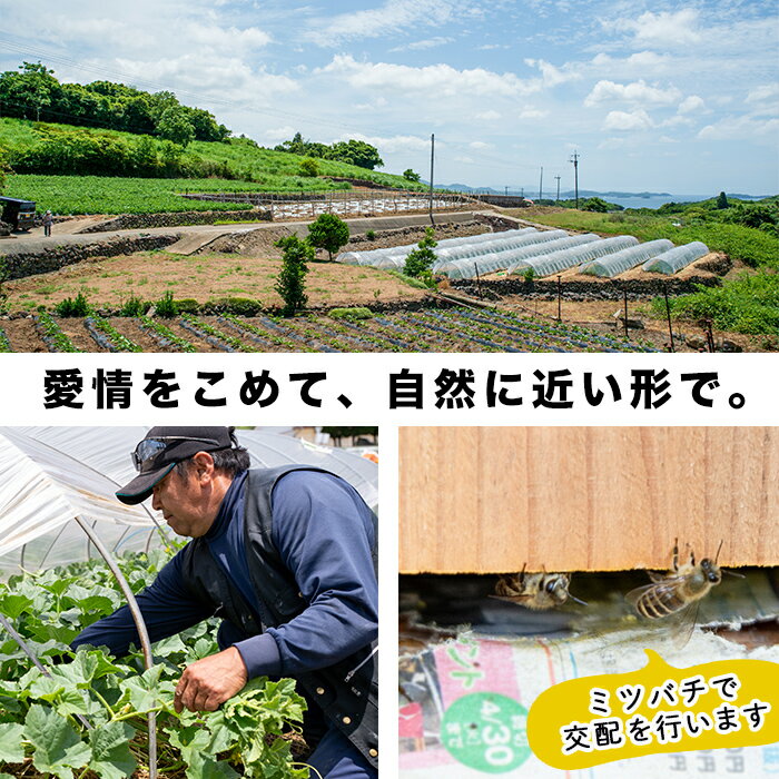 【ふるさと納税】＜先行予約受付中！2024年6月以降順次発送予定＞鹿児島県産！南国グリーンメロン(LAサイズ・3個)【あくね旬の店いきいき館】a-12-19