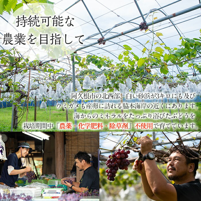 【ふるさと納税】＜先行予約受付中！2026年8月中旬以降順次発送予定＞鹿児島県産 ...