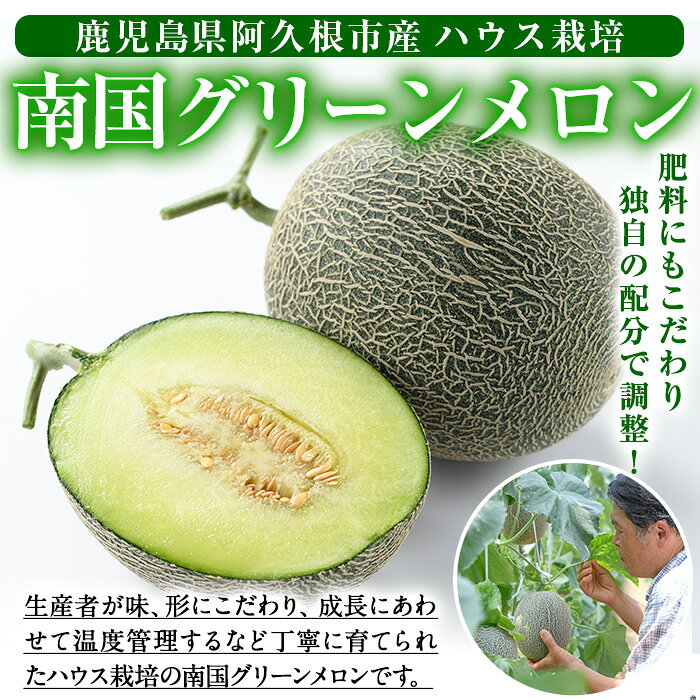 【ふるさと納税】＜先行予約受付中！2027年6月中旬以降順次発送予定＞ 数量限定！鹿児島県産南国グリーンメロン(1.0kg以上×3個) メロン フルーツ デザート 果物 鹿児島 国産 阿久根市産 青肉 ハウス ハウス栽培 期間限定 【東新グリーンファーム合同会社】akn062-12 f462063-akune-10000901 鹿児島県阿久根市 サンプル画像3