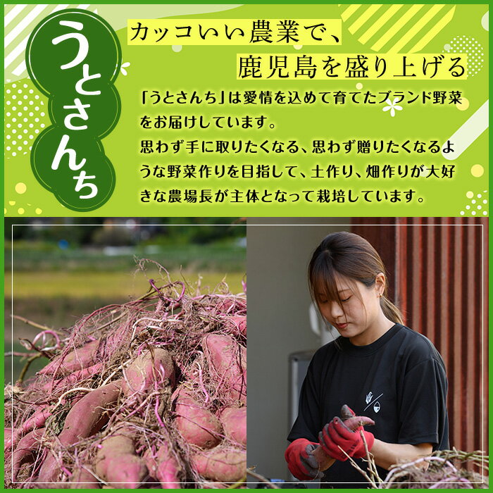 【ふるさと納税】数量限定！熟成芋「南国蜜芋」(10kg)国産 お芋 野菜 デザート 焼芋 期間限定【うとさんち】a-20-13