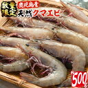 【ふるさと納税】鹿児島県阿久根産 天然クマエビ 500g(8...