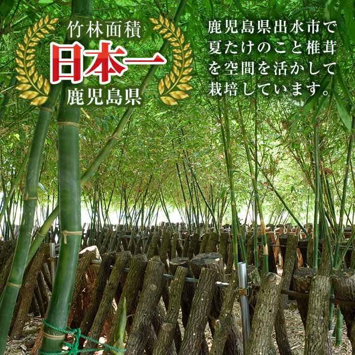【ふるさと納税】鹿児島県出水市産！原木乾しいたけ200g(100g×2パック) 干し椎茸 干しシイタケ しいたけ 椎茸 シイタケ 乾燥椎茸 栽培 原木栽培 国産 きのこ 茸 野菜 出汁 料理 常温 【イーサイドライン】