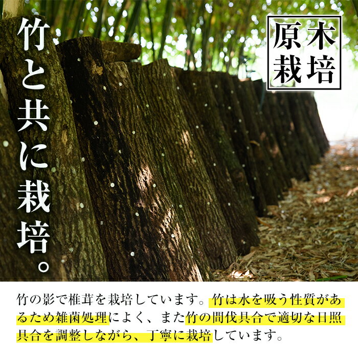 【ふるさと納税】鹿児島県出水市産！原木乾しいたけ200g(100g×2パック) 干し椎茸 干しシイタケ しいたけ 椎茸 シイタケ 乾燥椎茸 栽培 原木栽培 国産 きのこ 茸 野菜 出汁 料理 常温 【イーサイドライン】
