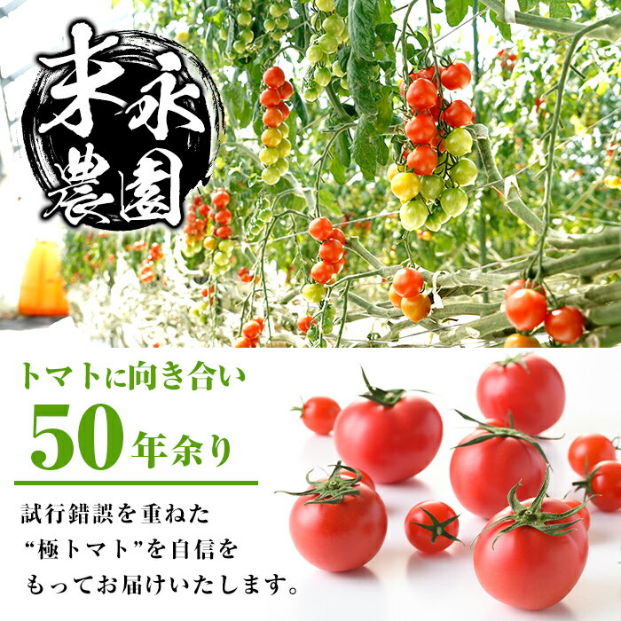 【ふるさと納税】＜定期便・計3回(連続)＞極トマト おまかせセット (ミニトマト・大玉トマト) ＜2kg以上×3回・総計6kg以上＞ フルーツトマト とまと トマト 野菜 青果 旬 ミニトマト 大玉 お弁当 料理 期間限定 定期便【末永農園】