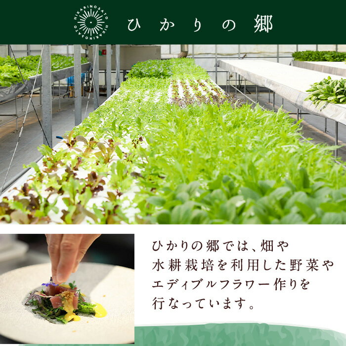 【ふるさと納税】＜定期便・計6回(隔月)＞ひかりのお野菜(約10束・5～6種) 野菜 やさい 葉物 旬 定期便 ほうれん草 水菜 チンゲン菜 小松菜 リーフレタス ルッコラ 水耕栽培 ミックスリーフ 山東白菜 何が届くかはお楽しみ【ひかりの郷】