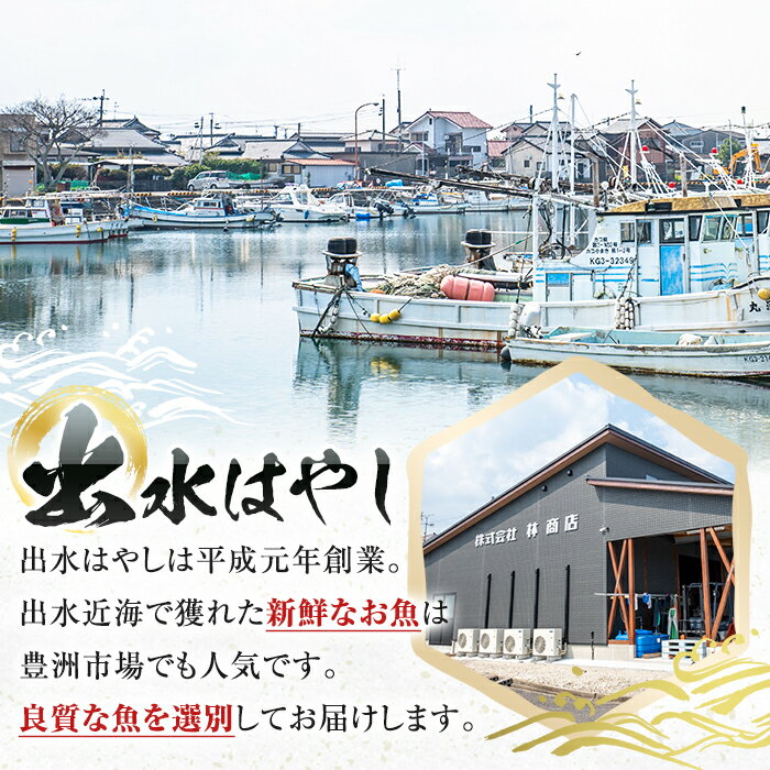 【ふるさと納税】出水の鮮魚おためしBOX(約2〜3kg程度・3〜6種類) 魚 鮮魚 鹿児島県 出水近海 お寿司 煮付 料理 旬 何が届くかはお楽しみ【出水はやし】