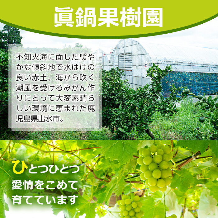 【ふるさと納税】 ＜先行予約受付中！2026年8月中旬~10月中旬の間に発送予定＞ 《期間限定》マスカサーティーン(約1kg・2～3房) 国産 鹿児島 出水市 ぶどう ブドウ 果物 くだもの フルーツ ハイブリットブドウ マスカ・サーティーン 葡萄 旬 種なし 冷蔵 【眞鍋果樹園】