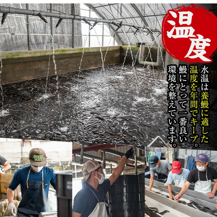 【ふるさと納税】九州産きざみうなぎ(80g×5袋・計400g) うなぎ 鰻 ウナギ 蒲焼き 国産 きざみうなぎ 一口サイズ 鹿児島県産 焼きたて 生産量日本一 真空パック おかず 晩御飯 特別な日 土用の丑の日【薩摩川内鰻】