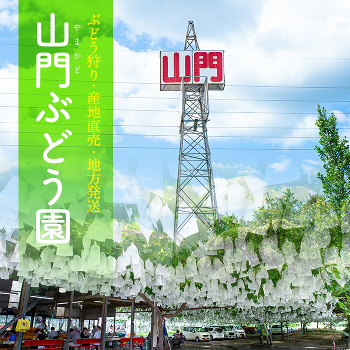 【ふるさと納税】≪数量限定≫赤嶺(セキレイ)(計1.6kg)着色濃厚で極めて糖度が高いと言われる品種のブドウ♪上品な甘さを楽しめる！【山門ぶどう園】