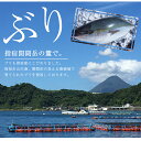 【ふるさと納税】いぶすき産ブリの炭焼たたき(約150g×4P・特製ゆずダレ15袋) 海鮮 魚介類 ブリ 鰤 魚 たたき タタキ 鰤たたき ぶりたたき 国産 冷凍 刺身 お造り 丼 お茶漬け【指宿食品】 3