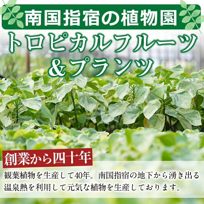 【ふるさと納税】フランスゴム曲がり4号(鉢底より高さ40～50cm前後・ガラス鉢) ※北海道・沖縄・離島配送不可※ 鉢植え 観葉植物 植物 緑 グリーン 室内 インテリア ギフト プレゼント 贈り物【トロピカルフルーツ＆プランツ】 3