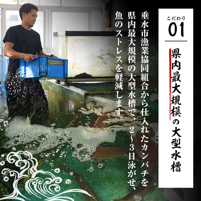 【ふるさと納税】鹿児島県垂水市産カンパチ(1匹)甘口さしみ醤油付き かんぱち カンパチ 魚 海鮮 魚介 刺身 さしみ しゃぶしゃぶ 焼魚 煮魚 丸ごと 国産 鹿児島県産 垂水市産 冷蔵 1本【国分活魚】C3-6401