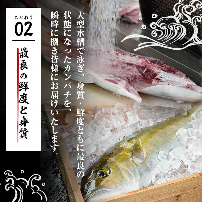 【ふるさと納税】鹿児島県垂水市産カンパチ(1匹)甘口さしみ醤油付き かんぱち カンパチ 魚 海鮮 魚介 刺身 さしみ しゃぶしゃぶ 焼魚 煮魚 丸ごと 国産 鹿児島県産 垂水市産 冷蔵 1本【国分活魚】C3-6401