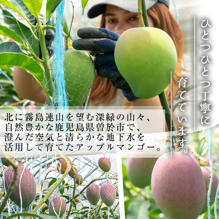 【ふるさと納税】＜先行予約受付中・2026年6月下旬～7月下旬頃に発送予定＞＜選べる内容量！＞ 数量限定 完熟アップルマンゴー「紅」(約600g〜計1kg) マンゴー アップルマンゴー 旬 果物 フルーツ 紅 くだもの 贈答用 家庭用 宮崎県境【大徳産業】