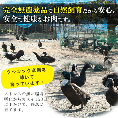 鹿児島県曽於市 【ふるさと納税】国産!鹿児島県曽於市産の薩摩黒鴨ラーメン(2食入×6個・計12食)低カロリーのヘルシー麺は日本初のさつまいも麺【日本有機】 画像3