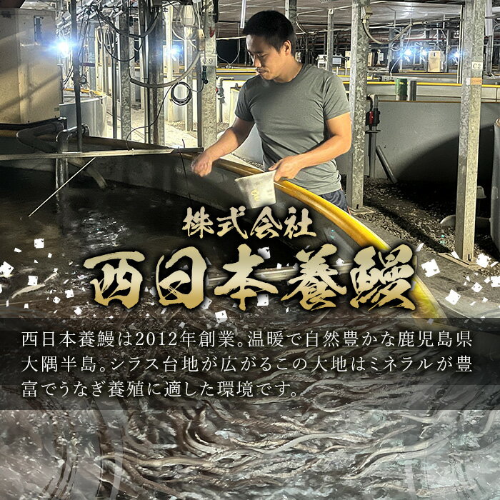【ふるさと納税】鹿児島県産うなぎ蒲焼 (1尾あたり136g〜155g×3尾、タレ・山椒付き) 鰻 ウナギ うな重 ひつまぶし かばやき 九州産 国産 冷凍 【西日本養鰻】