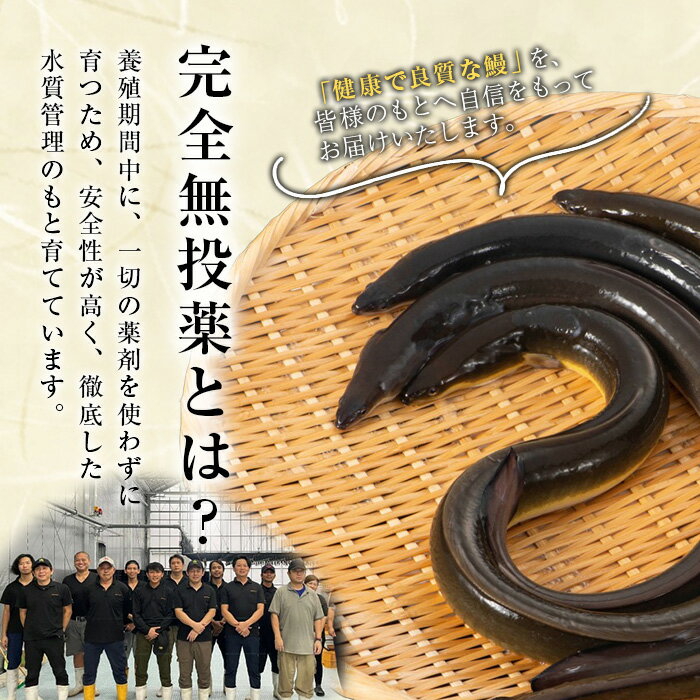 【ふるさと納税】鹿児島県産うなぎ蒲焼 (1尾あたり136g〜155g×10尾、タレ・山椒付き) 鰻 ウナギ うな重 ひつまぶし かばやき 九州産 国産 冷凍 【西日本養鰻】 2