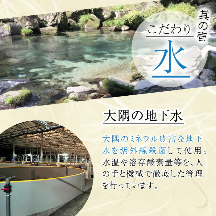 【ふるさと納税】鹿児島県産うなぎ蒲焼 (1尾あたり136g〜155g×10尾、タレ・山椒付き) 鰻 ウナギ うな重 ひつまぶし かばやき 九州産 国産 冷凍 【西日本養鰻】 3