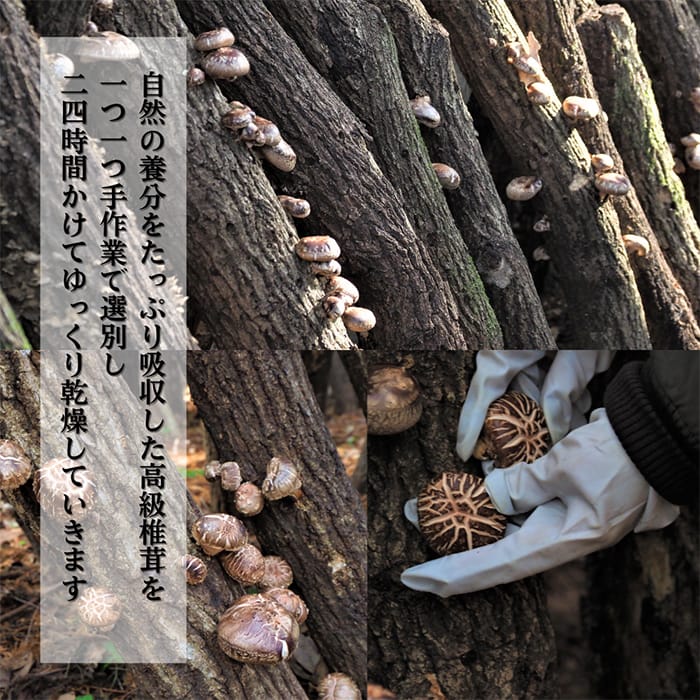 【ふるさと納税】特選！どんこ椎茸(100g×3個) 霧島市 国産 野菜 きのこ キノコ 椎茸 しいたけ シイタケ 原木栽培 小分け セット 九州産 【かごジン】 f462187-kirishima-10001226 鹿児島県霧島市 サンプル画像3