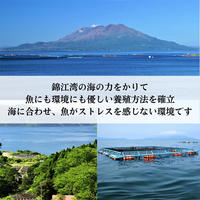 【ふるさと納税】さつま黒酢ぶり(下処理なし・一尾 約5kg)霧島市 国産 魚 鰤 ブリ ...
