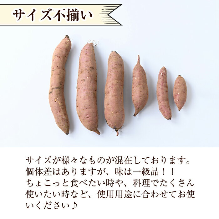 【ふるさと納税】《数量限定》紅はるか10kg(生芋) さつまいも サツマイモ 芋 さつま芋 熟成 【泉真一朗】
