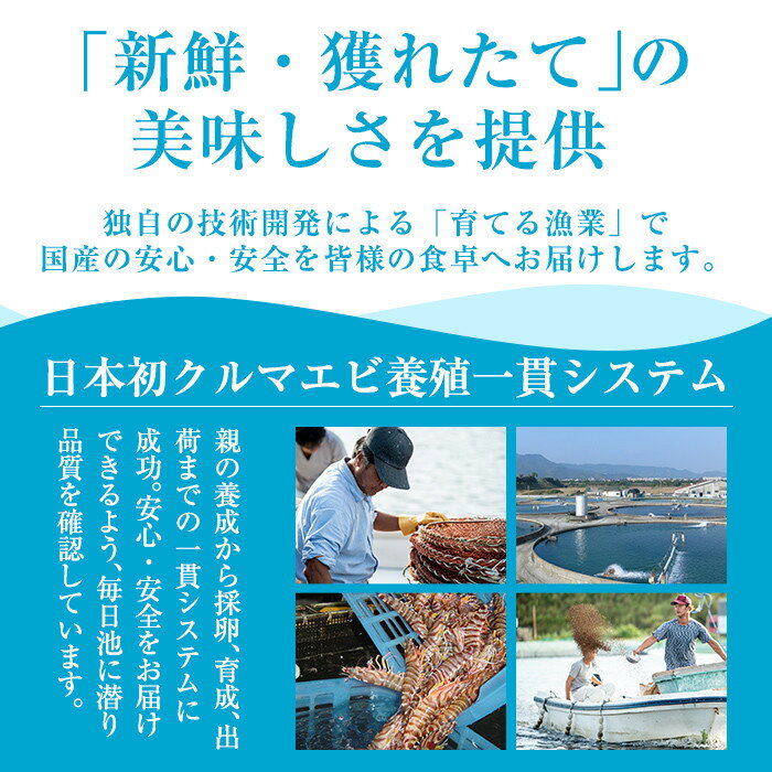 【ふるさと納税】＜数量限定！特別品＞冷凍車えび特大サイズ1kg(20～28尾) 冷凍 エビ えび 海老 車海老 くるまえび 加熱用 エビフライ 天ぷら おかず BBQ バーベキュー【MBC開発】