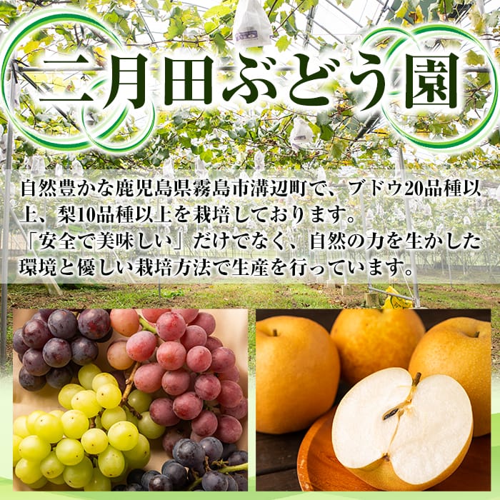 【ふるさと納税】＜先行予約受付中！2026年8月下旬～10月末までの間に発送予定＞《訳あり・数量限定》シャインマスカット入り旬のぶどう・ご家庭用詰め合わせ(計1.1kg以上・2房以上)シャインマスカット・巨峰・ピオーネ等の旬の葡萄詰合せ 規格外【二月田ぶどう園】