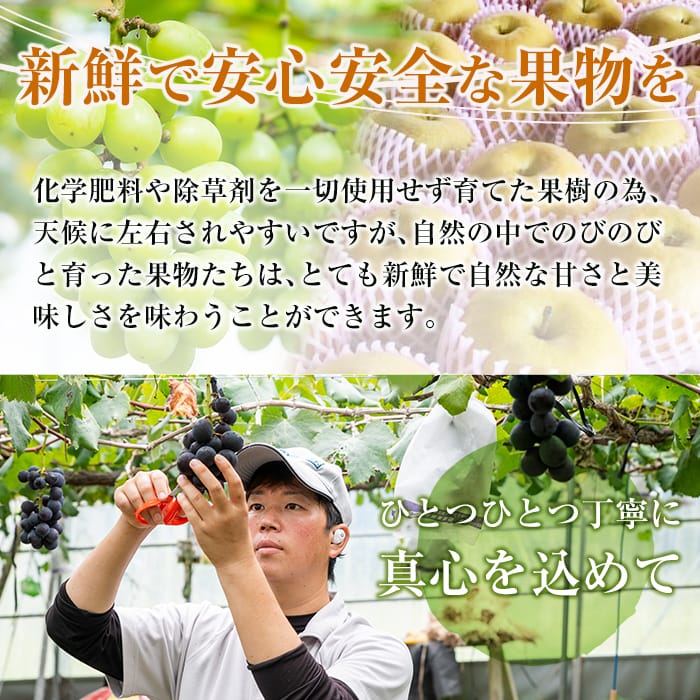 【ふるさと納税】＜先行予約受付中！2026年8月下旬～10月末までの間に発送予定＞《訳あり・数量限定》シャインマスカット入り旬のぶどう・ご家庭用詰め合わせ(計1.1kg以上・2房以上)シャインマスカット・巨峰・ピオーネ等の旬の葡萄詰合せ 規格外【二月田ぶどう園】 f462187-kirishima-10000730 鹿児島県霧島市 サンプル画像3