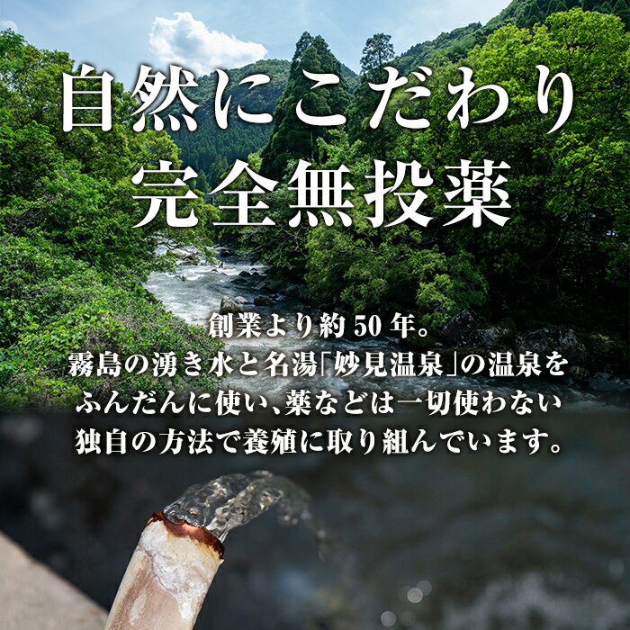 【ふるさと納税】＜冷蔵 冷凍を選べる＞ 特別サイズ！霧島産うなぎ蒲焼き計380g以上(190g超×2尾) 国産 鹿児島県産 うなぎ 鰻 ウナギ 高級 蒲焼き 蒲焼 かばやき タレ【田代水産】