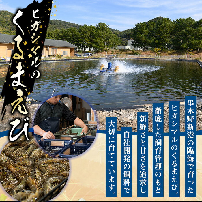 【ふるさと納税】冷凍クルマエビ計1kg(25g×10尾×4袋) 国産 九州産 鹿児島 特産品 特産 車海老 くるまえび 活き車えび 車えび 海鮮 魚介【ヒガシマル】