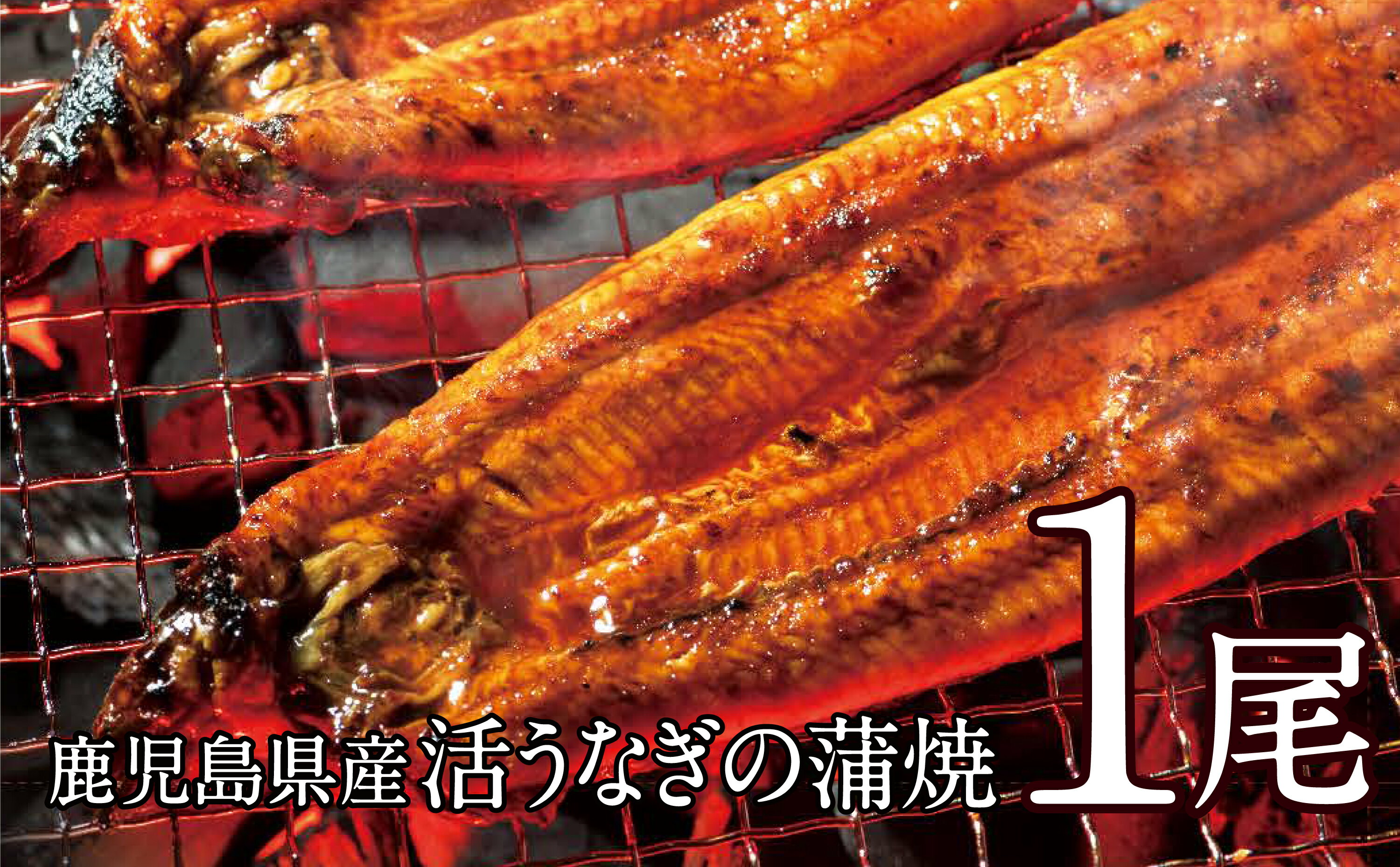 【ふるさと納税】【鹿児島県産】活うなぎの蒲焼1尾 国産 鰻 ウナギ 丑の日 グルメ うな重 うな丼 蒲焼 かば焼き お取り寄せ 送料無料