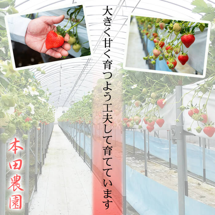 【ふるさと納税】〈先行予約受付中！〉【期間限定】【数量限定】鹿児島県産朝採れイチゴ「恋みのり」約1080g(約270g×4パック) いちご イチゴ 苺 果物 フルーツ スイーツ デザート お菓子 人気 甘い 大粒 ジャム スムージー 【本田農園】a3-209