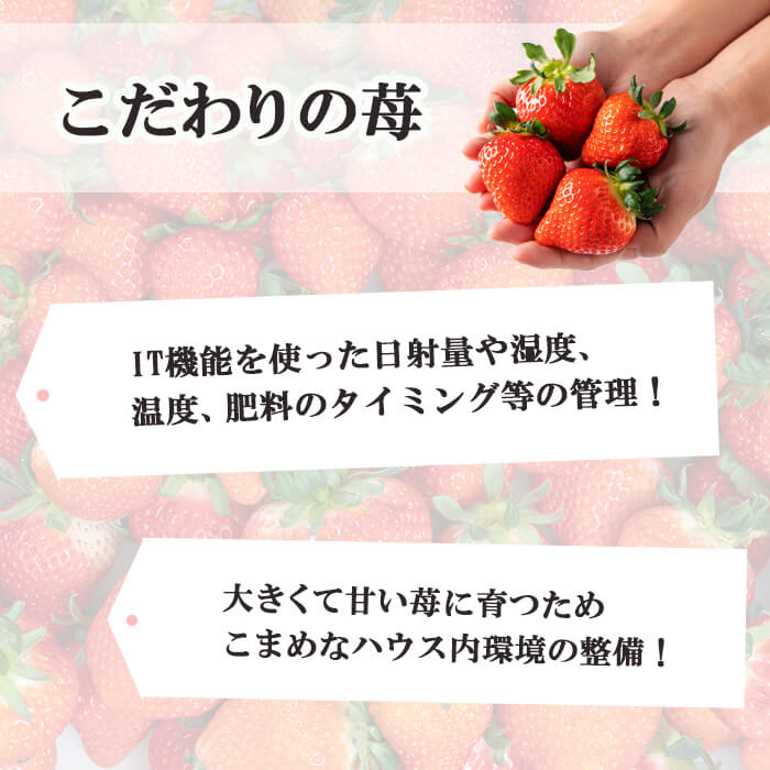 【ふるさと納税】〈先行予約受付中！〉【期間限定】【数量限定】鹿児島県産朝採れイチゴ「恋みのり」約1080g(約270g×4パック) いちご イチゴ 苺 果物 フルーツ スイーツ デザート お菓子 人気 甘い 大粒 ジャム スムージー 【本田農園】a3-209