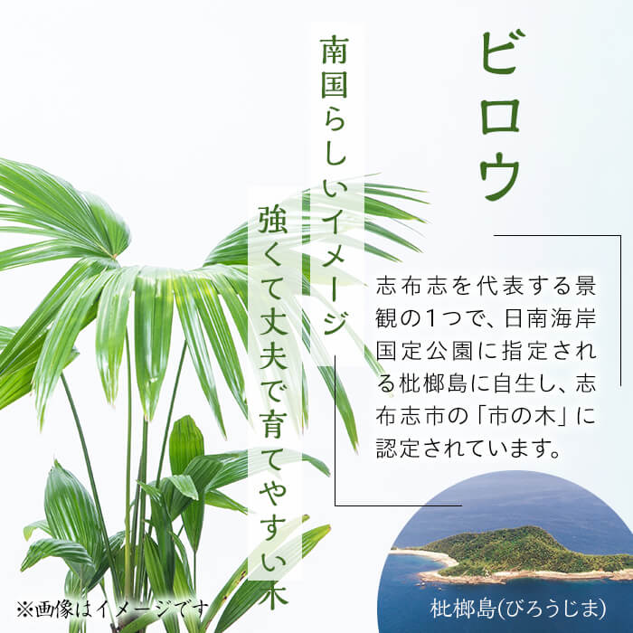 【ふるさと納税】【数量限定】観葉植物 ビロウ ...の紹介画像3