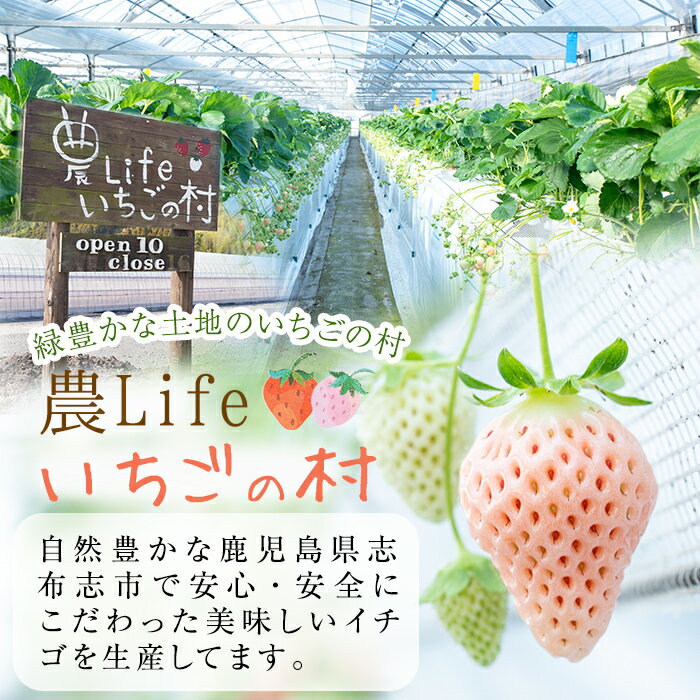 【ふるさと納税】いちご農家がつくった淡雪と赤苺のソルベ 計10個(2種・各5個入) 鹿児島県志布志市発祥の希少品種淡雪やさがほのか、紅ほっぺ、恋みのり、よつぼしといった国産のイチゴの果肉を使ったアイスでもシャーベットでもジェラートでもないデザート【農Life】 a5-218