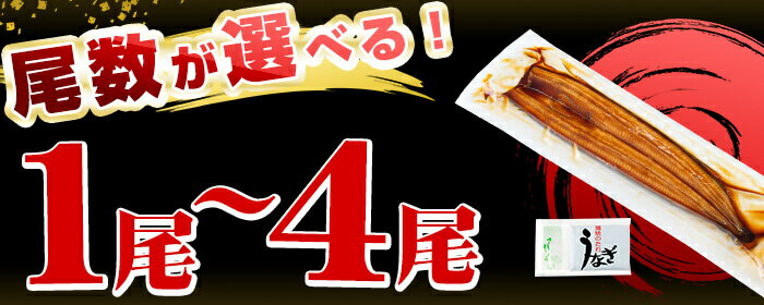 【ふるさと納税】＜入金確認後、2週間以内に発送！＞【尾数が選べる！】鹿児島県産 うなぎの大楠＜超特大＞1尾～4尾！うなぎ 鰻 ウナギ 1尾 2尾 4尾 国産 九州産 蒲焼き かばやき 冷凍 うな重 ひつまぶし タレ 山椒 真空パック ランキング 人気【大楠鰻】