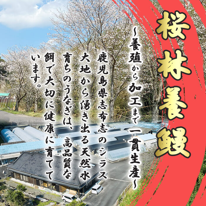 【ふるさと納税】【7/7までの入金で丑の日までにお届け】桜林養鰻のうなぎ蒲焼 計500g以上(100g以上×5尾) 鰻 うなぎ ウナギ うなぎ 蒲焼き かばやき 国産 九州産 鹿児島県産 冷凍 真空パック 簡単 うな丼 うな重 ひつまぶし 惣菜 おかず【桜林養鰻】b7-016