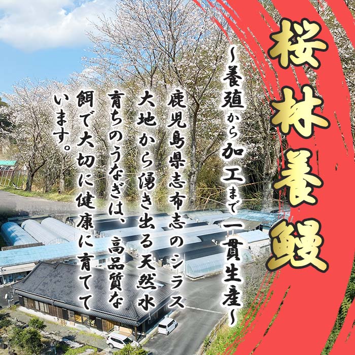 【ふるさと納税】【7/7までの入金で丑の日までにお届け】桜林養鰻のきざみうなぎ計300g(きざみうなぎ50g(うなぎ40g＋たれ10g)×6P) 鰻 うなぎ ウナギ きざみ鰻 刻みうなぎ 刻み鰻 蒲焼き かばやき 国産 九州産 鹿児島県産 冷凍 レンジ 簡単 惣菜 おかず【桜林養鰻】a2-079