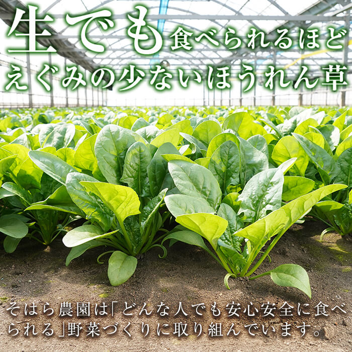 【ふるさと納税】【数量限定・訳あり】志布志湾ほうれん草(200g×5袋 合計1kg)生でも食べられるほうれん草！サラダ、おひたし、お味噌汁、スムージー、ほうれん草ジュースに！【期間限定】ほうれんそう【そはら農園】p5-014