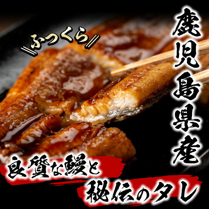 【ふるさと納税】うなぎ生産量日本一の鹿児島県産！熟練の技が冴えるうなぎの柳澤 合計8尾＜計1,280g以上＞【柳沢養鰻】f0-001