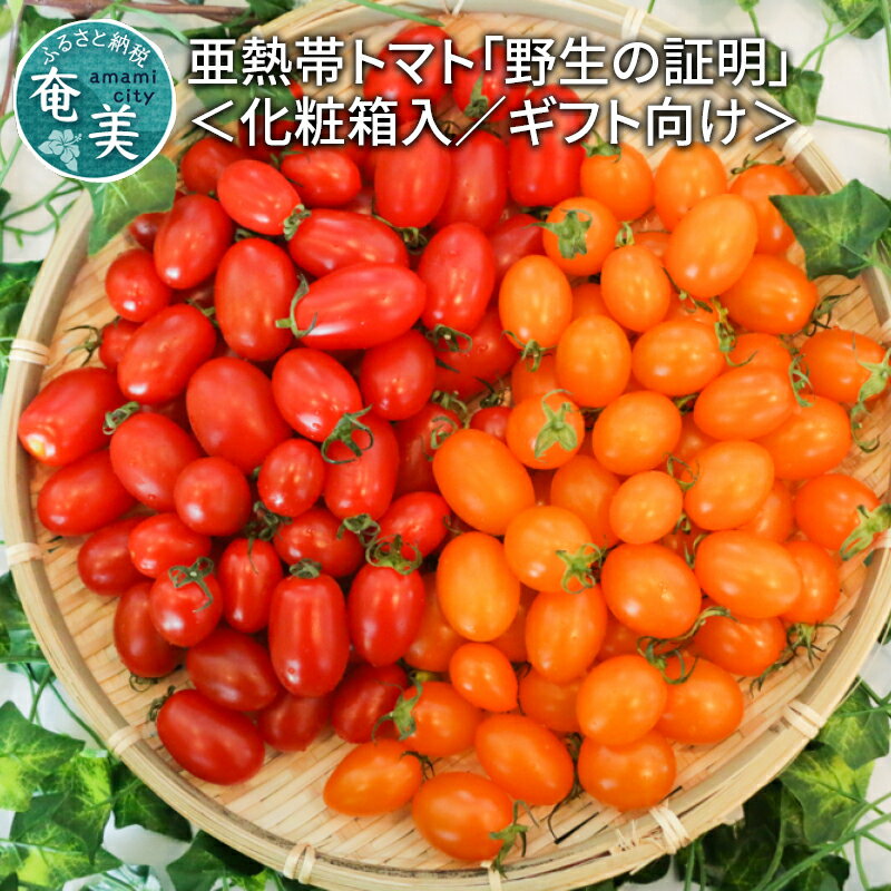 【ふるさと納税】 トマト 奄美大島産 ギフト向け フルーツト
