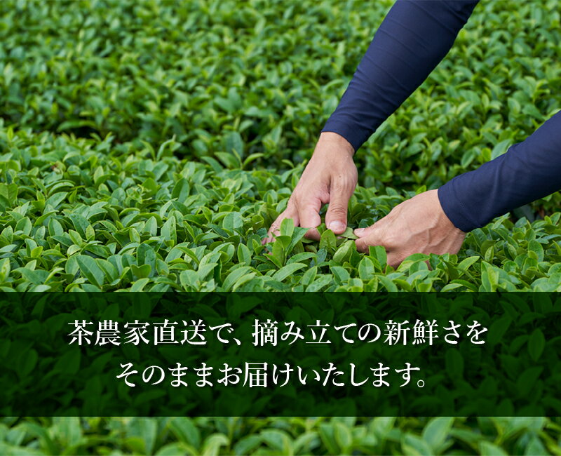 【ふるさと納税】茶農家から直接お届け!知覧茶煎茶1kg