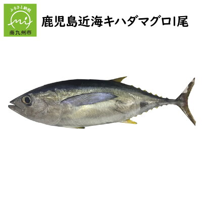 楽天ふるさと納税　【ふるさと納税】キハダマグロ 丸ごと 1尾 約 2kg ～ 2.5kg 約40cm マグロ 冷蔵 赤身 まぐろ丼 手巻き寿司 塩焼き 唐揚げ 刺身 おつまみ 魚介 海の幸 海鮮 新鮮 生鮮 魚 鹿児島近海 そのだストアー お取り寄せ お取り寄せグルメ 鹿児島県 南九州市 送料無料