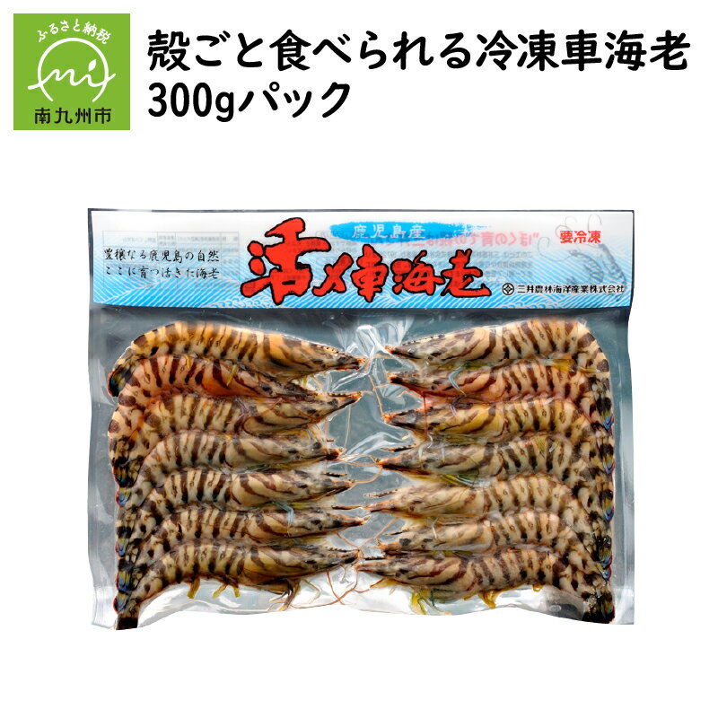 車エビ 【ふるさと納税】殻ごと食べられる 冷凍 車海老 300gパック 10～25尾 海老 養殖 脱皮直後 珍しい 活き締め 急速凍結 専用化粧箱 ギフト 贈り物 のし対応 お取り寄せ グルメ 国産 鹿児島県産 南九州市 送料無料