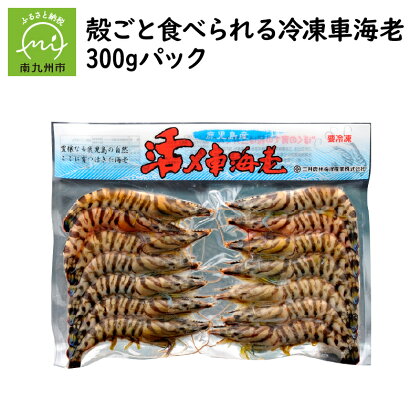 殻ごと食べられる 冷凍 車海老 300gパック 10～25尾 海老 養殖 脱皮直後 珍しい 活き締め 急速凍結 専用化粧箱 ギフト 贈り物 のし対応 お取り寄せ グルメ 国産 鹿児島県産 南九州市 送料無料