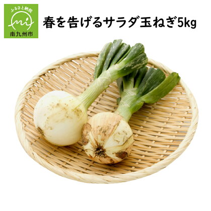 春を告げるサラダ玉ねぎ5kg